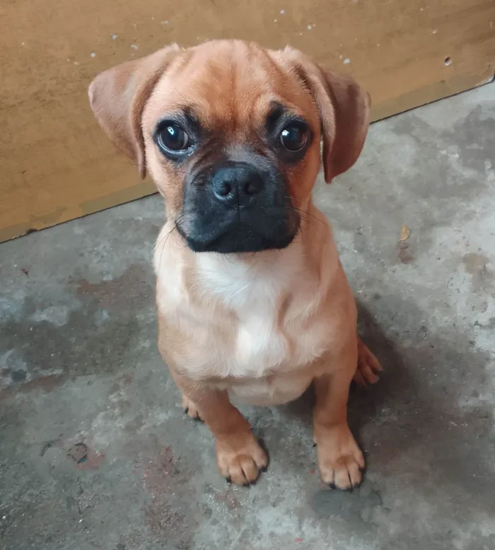 Cachorro ra a Boxer idade 7 a 11 meses nome Scoob