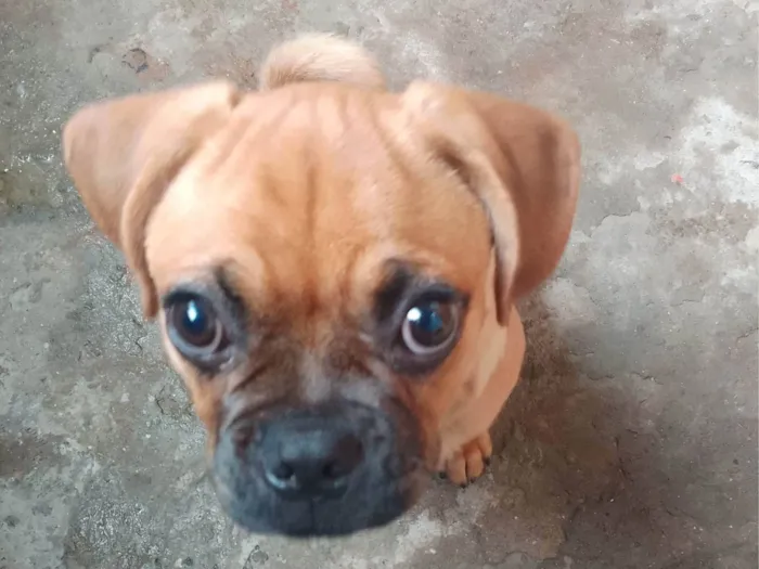 Cachorro ra a Boxer idade 7 a 11 meses nome Scoob