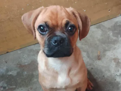 Cachorro raça Boxer idade 7 a 11 meses nome Scoob