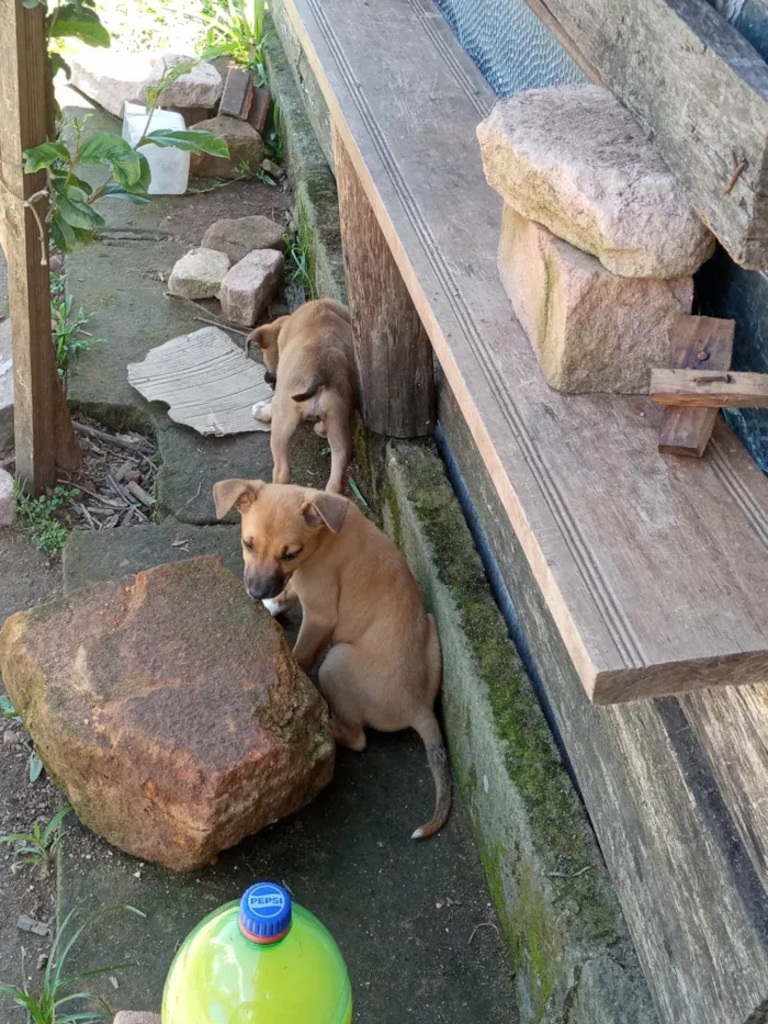 Cachorro ra a Basset-Cofap idade 2 a 6 meses nome Lua