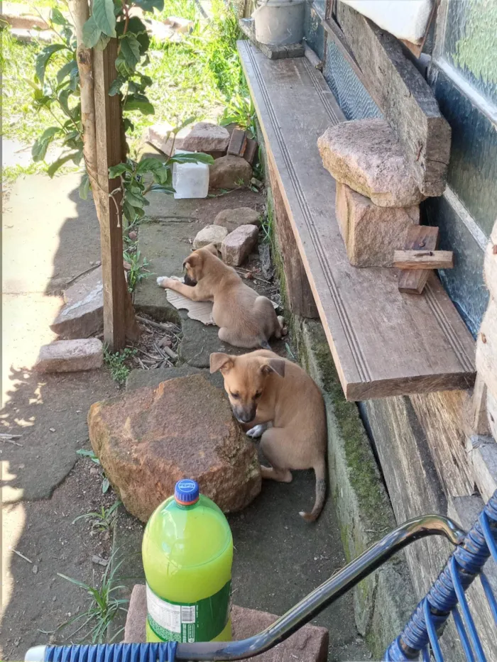 Cachorro ra a Basset-Cofap idade 2 a 6 meses nome Lua