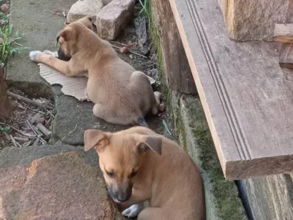 Cachorro raça Basset-Cofap idade 2 a 6 meses nome Lua