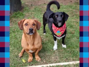 Cachorro raça SRD-ViraLata idade 4 anos nome SAM e FRODO