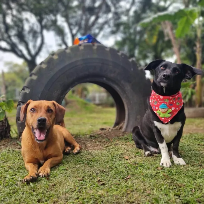 Cachorro ra a SRD-ViraLata idade 4 anos nome SAM e FRODO