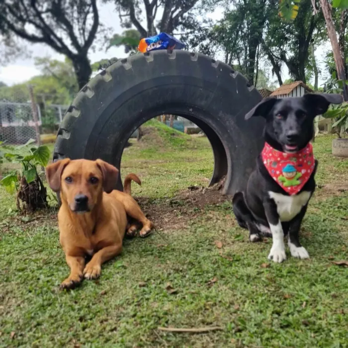 Cachorro ra a SRD-ViraLata idade 4 anos nome SAM e FRODO