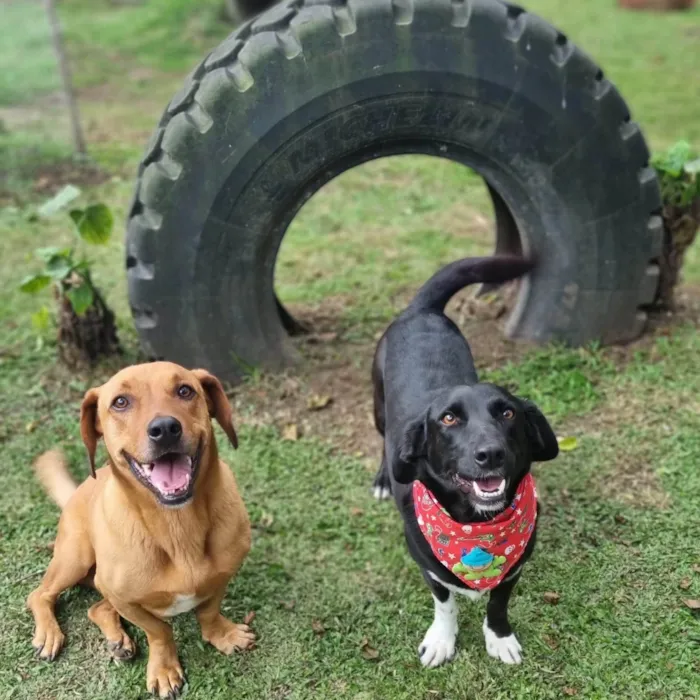 Cachorro ra a SRD-ViraLata idade 4 anos nome SAM e FRODO