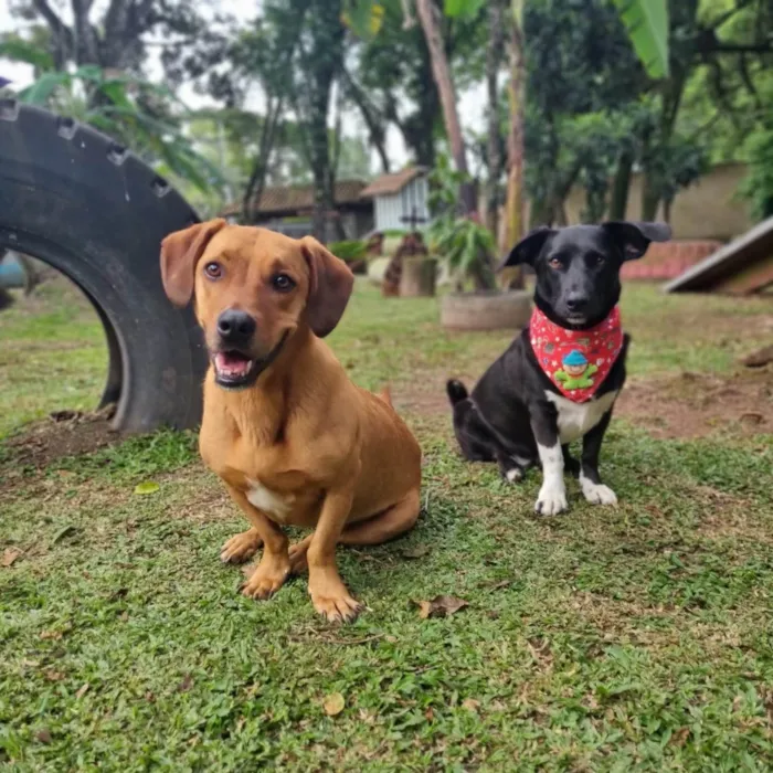 Cachorro ra a SRD-ViraLata idade 4 anos nome SAM e FRODO