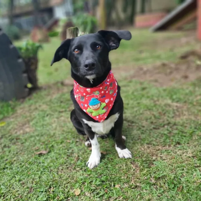 Cachorro ra a SRD-ViraLata idade 4 anos nome SAM e FRODO