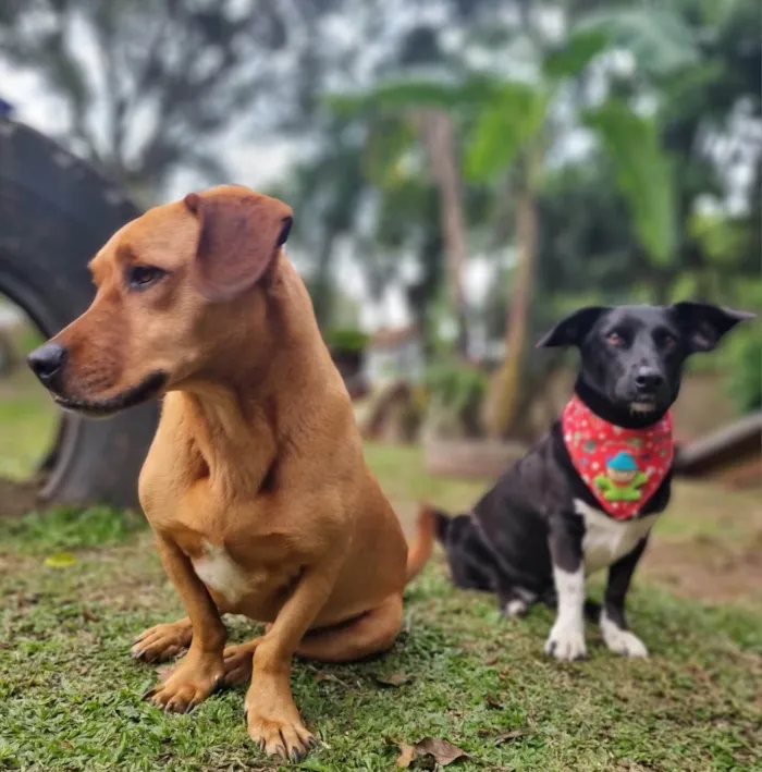 Cachorro ra a SRD-ViraLata idade 4 anos nome SAM e FRODO