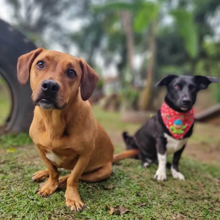 Cachorro ra a SRD-ViraLata idade 4 anos nome SAM e FRODO