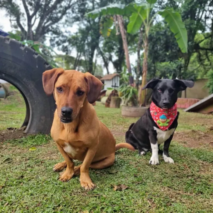 Cachorro ra a SRD-ViraLata idade 4 anos nome SAM e FRODO