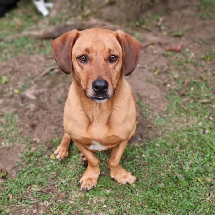 Cachorro ra a SRD-ViraLata idade 4 anos nome SAM e FRODO