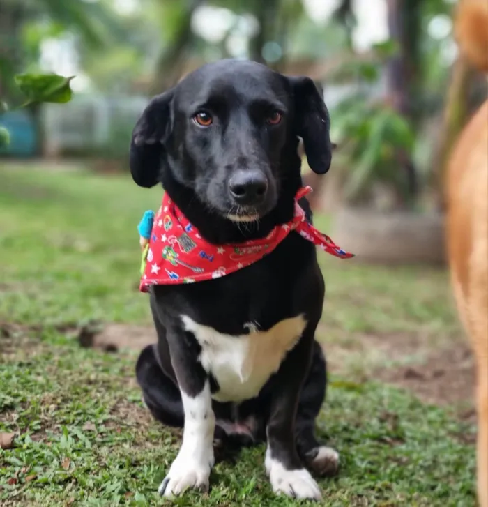 Cachorro ra a SRD-ViraLata idade 4 anos nome SAM e FRODO