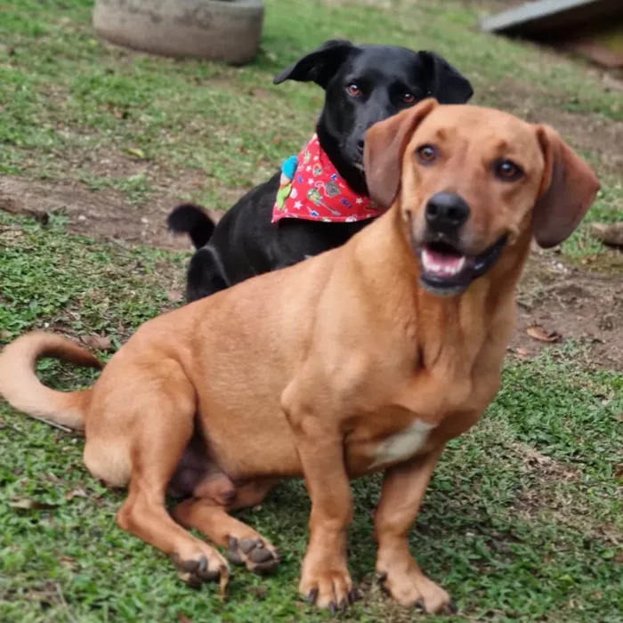 Cachorro ra a SRD-ViraLata idade 4 anos nome SAM e FRODO