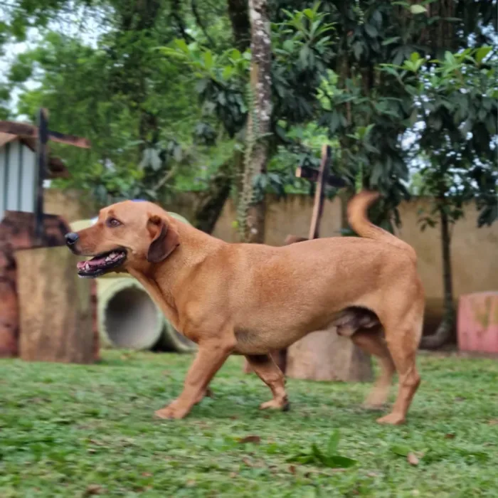 Cachorro ra a SRD-ViraLata idade 4 anos nome SAM e FRODO