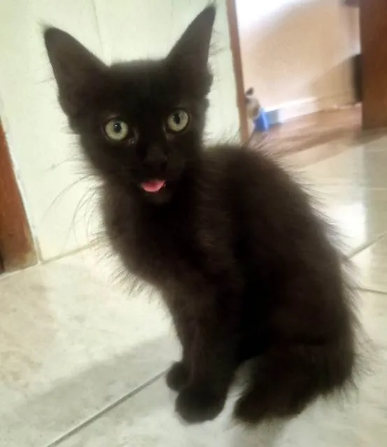 Gato ra a SRD-ViraLata idade 2 a 6 meses nome GIGI BLACK