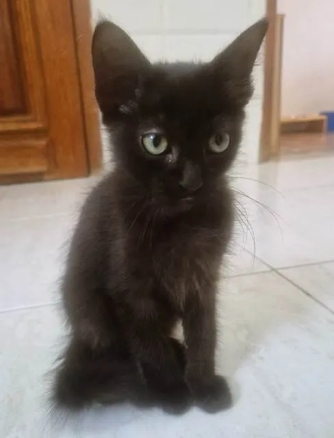 Gato ra a SRD-ViraLata idade 2 a 6 meses nome GIGI BLACK