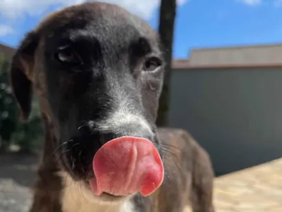 Cachorro raça SRD-ViraLata idade 2 a 6 meses nome Ainda sem nome