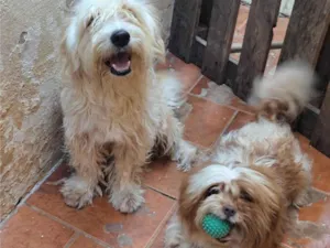 Cachorro raça Yorkshire idade 2 anos nome Teo