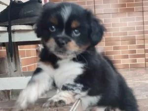 Cachorro raça SRD-ViraLata idade 2 a 6 meses nome Baby