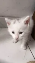 Dexter