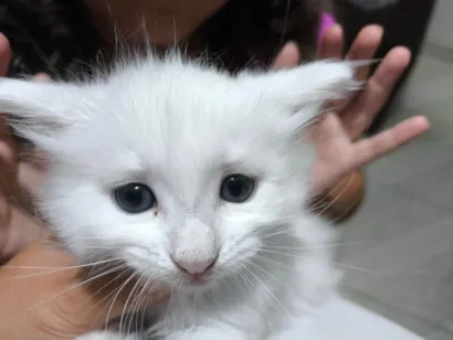 Gato raça SRD-ViraLata idade Abaixo de 2 meses nome Debra 