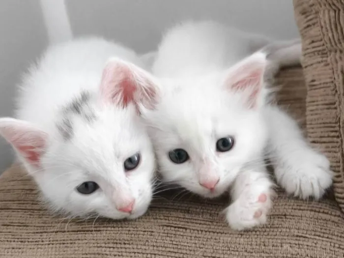 Gato ra a SRD-ViraLata idade Abaixo de 2 meses nome Debra 