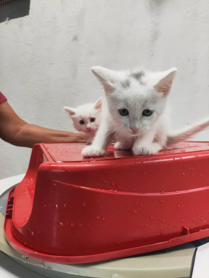 Gato ra a SRD-ViraLata idade Abaixo de 2 meses nome Dexter 