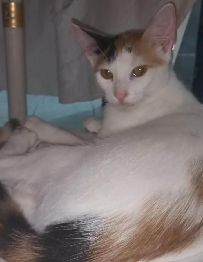 Gato ra a SRD-ViraLata idade 2 a 6 meses nome Belinha