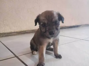 Cachorro raça SRD-ViraLata idade Abaixo de 2 meses nome Sem nome 