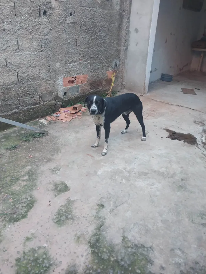 Cachorro ra a SRD-ViraLata idade 2 a 6 meses nome Simba 