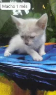 Bebês