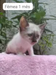 Bebês