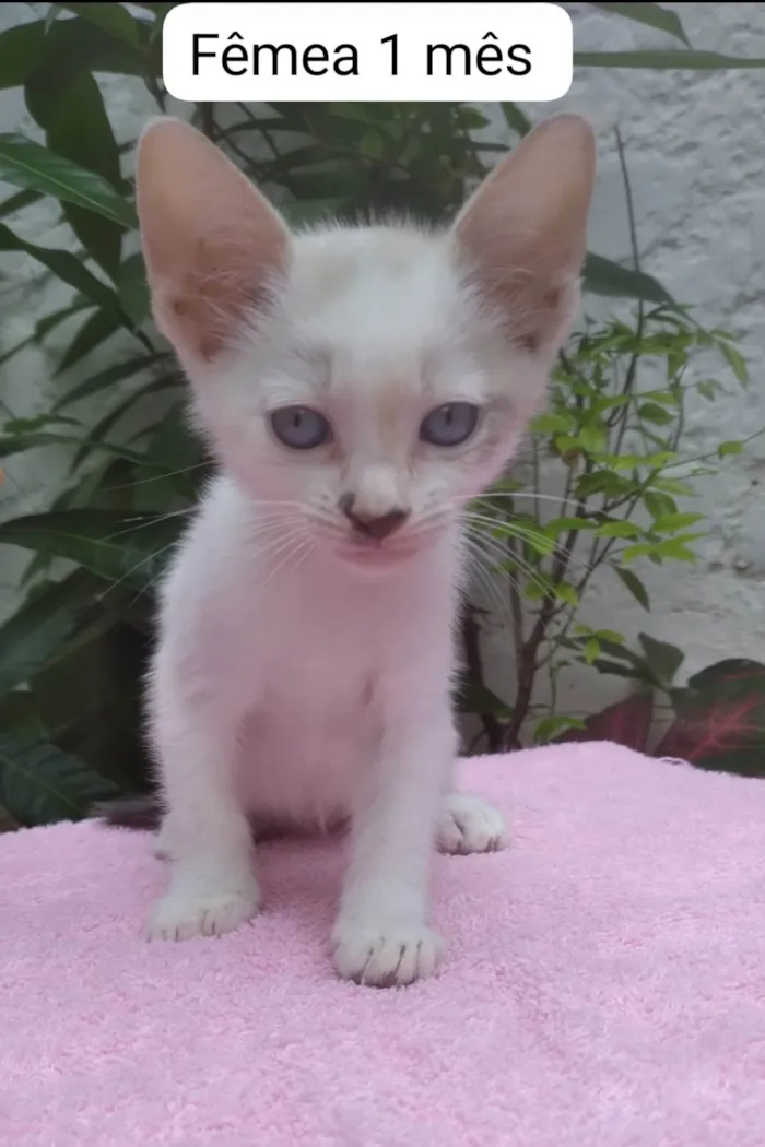 Gato ra a SRD-ViraLata idade Abaixo de 2 meses nome Bebês 