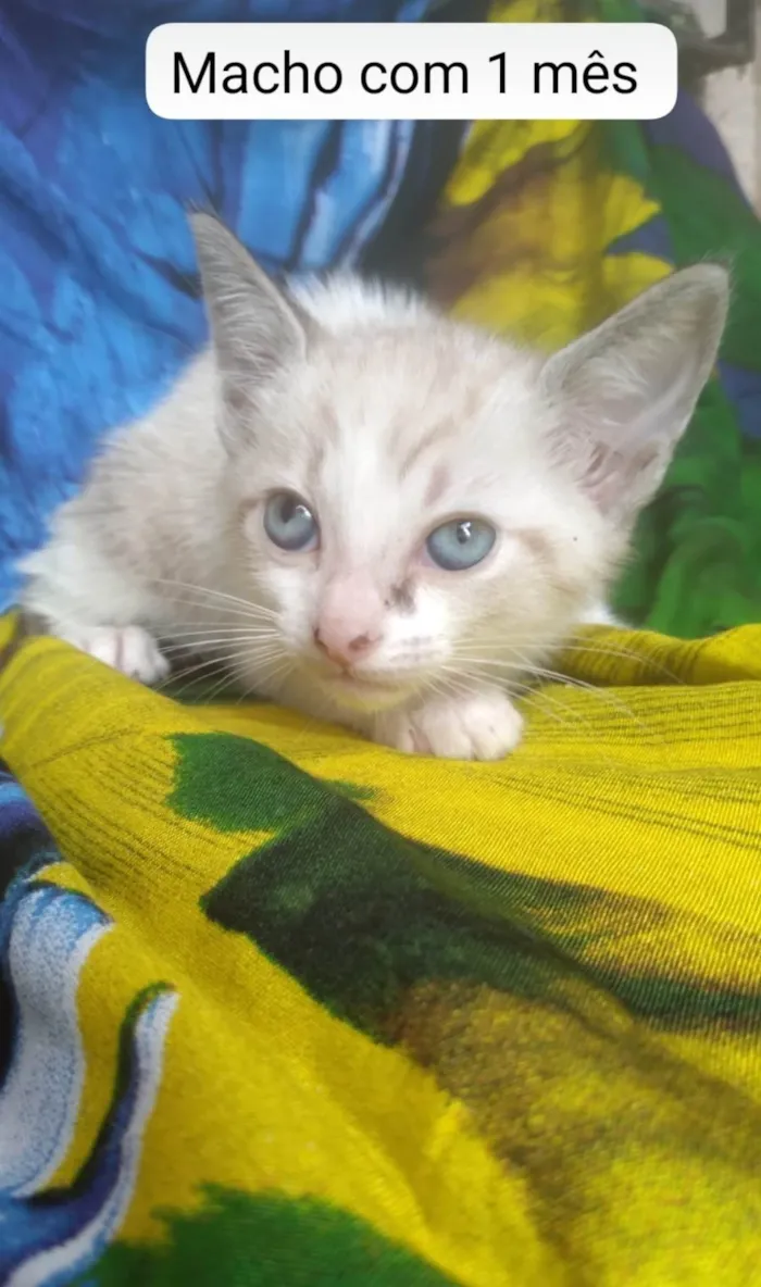 Gato ra a SRD-ViraLata idade Abaixo de 2 meses nome Bebês 