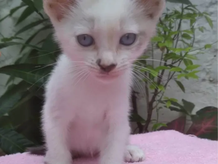 Gato ra a SRD-ViraLata idade Abaixo de 2 meses nome Bebês 