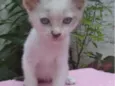 Bebês
