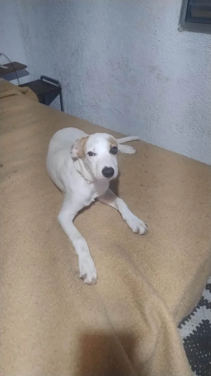 Cachorro ra a SRD-ViraLata idade 2 a 6 meses nome Mel