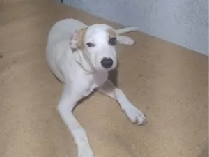 Cachorro raça SRD-ViraLata idade 2 a 6 meses nome Mel