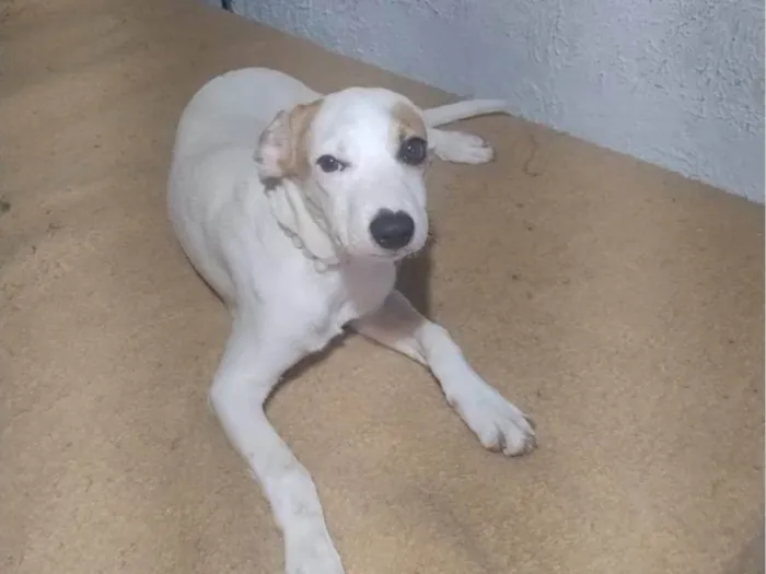 Cachorro ra a SRD-ViraLata idade 2 a 6 meses nome Mel