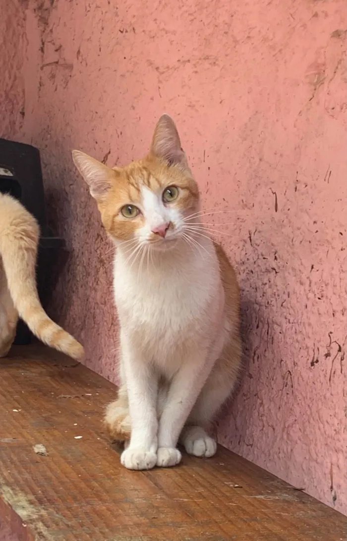 Gato ra a SRD-ViraLata idade 7 a 11 meses nome Tofu e Sushi 