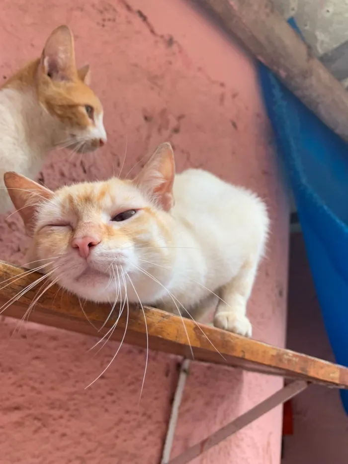 Gato ra a SRD-ViraLata idade 7 a 11 meses nome Tofu e Sushi 