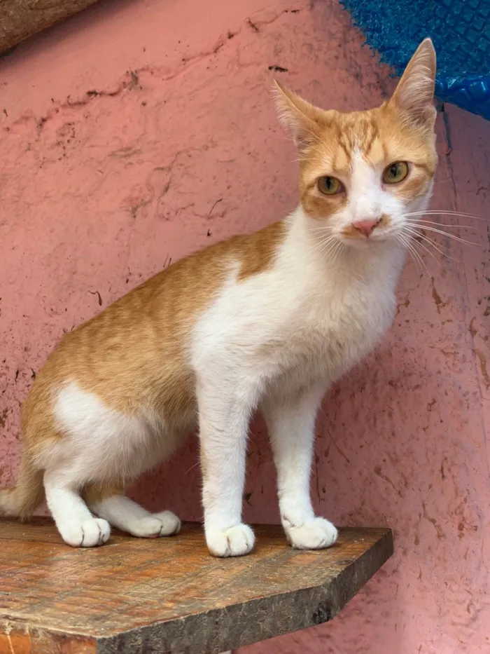 Gato ra a SRD-ViraLata idade 7 a 11 meses nome Tofu e Sushi 