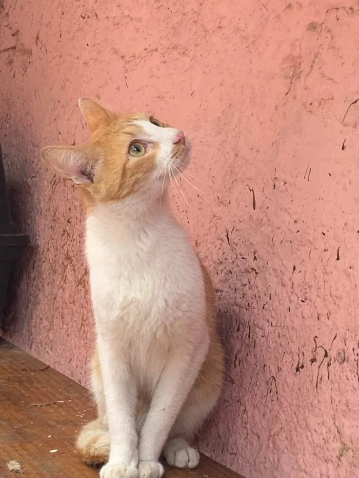 Gato ra a SRD-ViraLata idade 7 a 11 meses nome Tofu e Sushi 