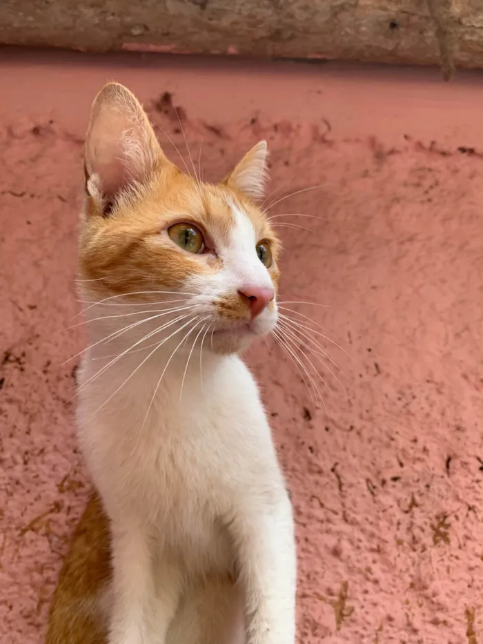 Gato ra a SRD-ViraLata idade 7 a 11 meses nome Tofu e Sushi 