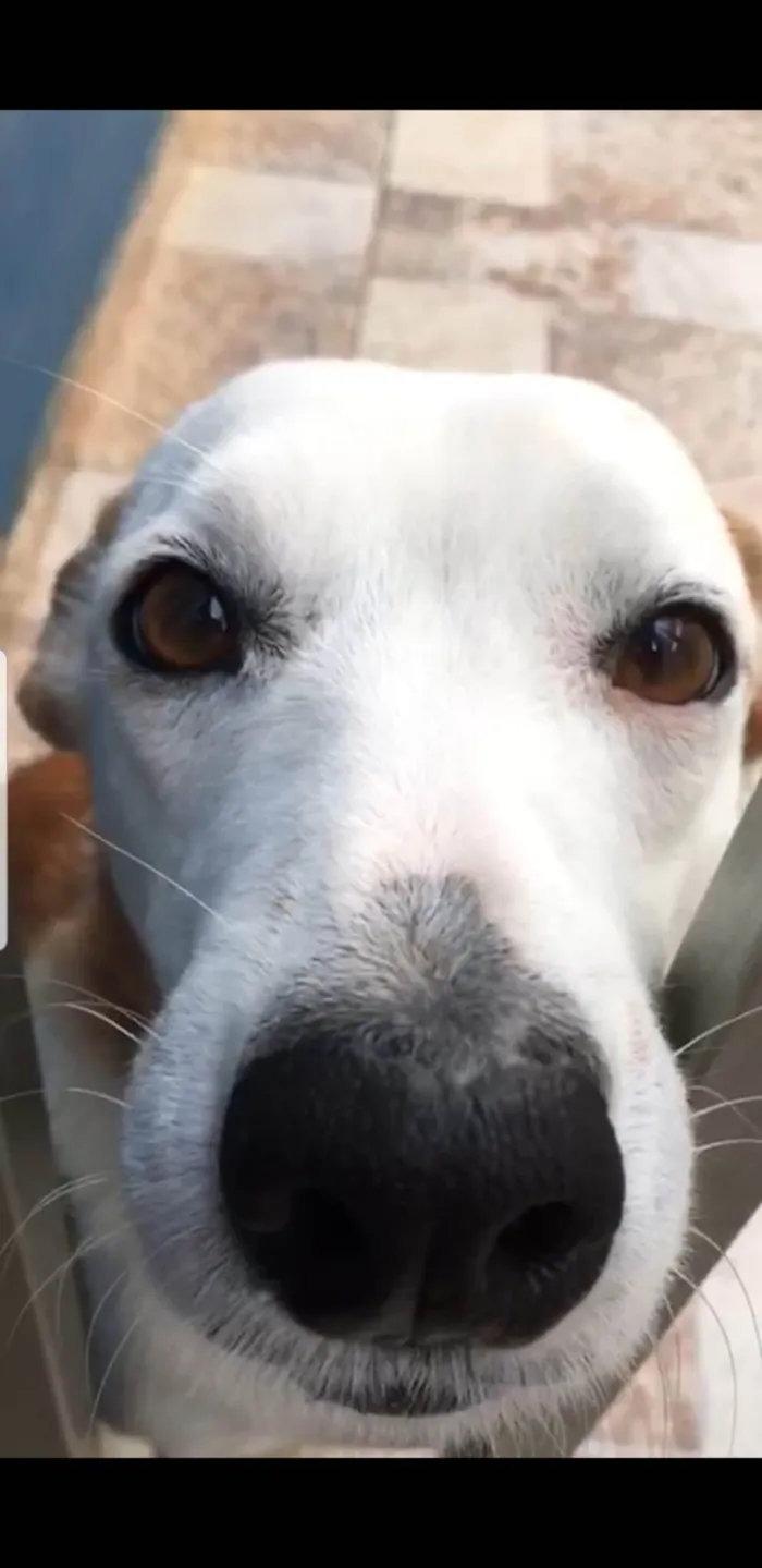 Cachorro ra a SRD-ViraLata idade 6 ou mais anos nome Lori