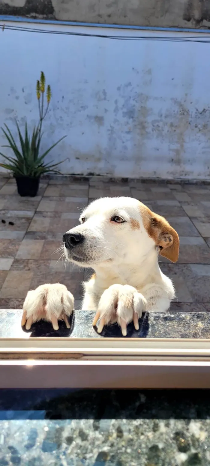 Cachorro ra a SRD-ViraLata idade 6 ou mais anos nome Lori