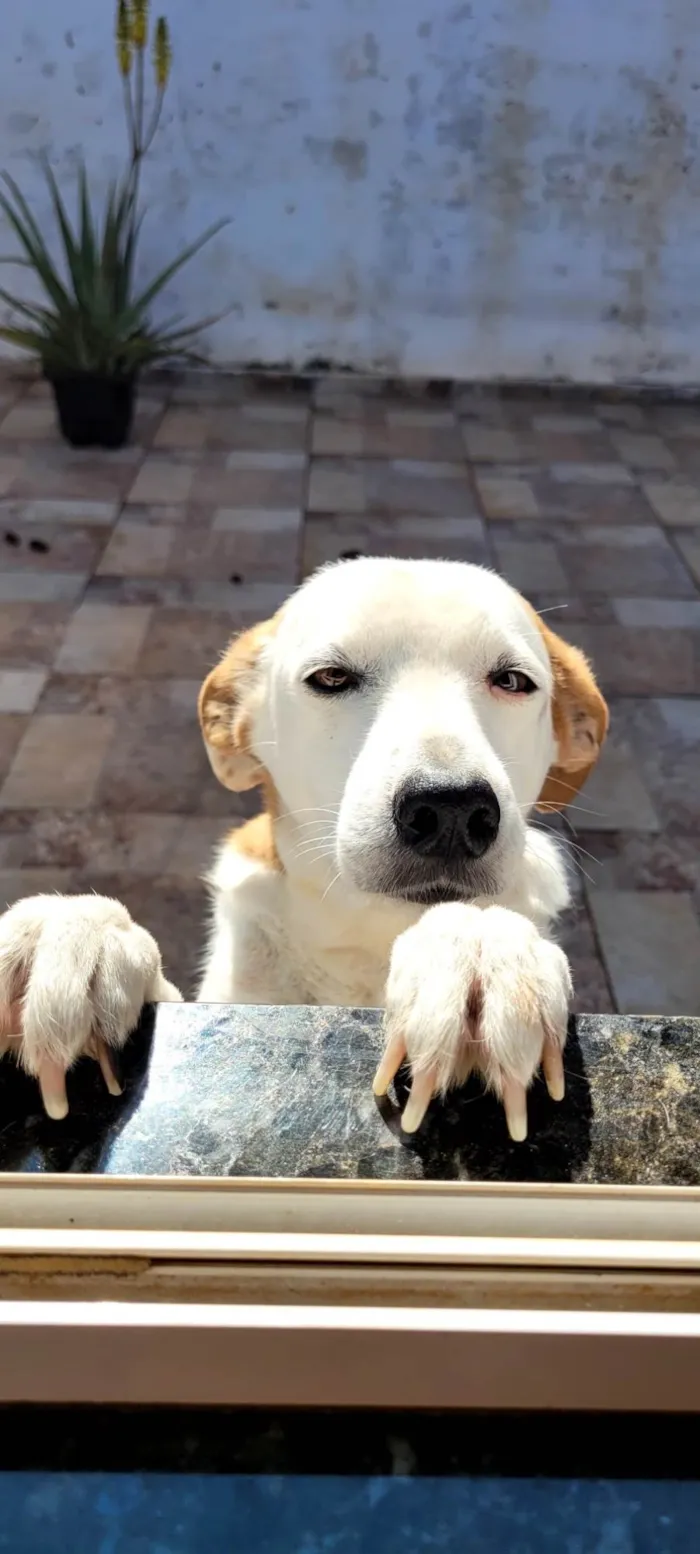 Cachorro ra a SRD-ViraLata idade 6 ou mais anos nome Lori