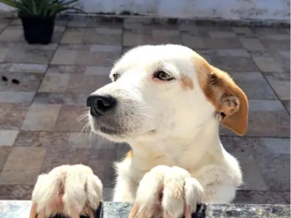 Cachorro raça SRD-ViraLata idade 6 ou mais anos nome Lori