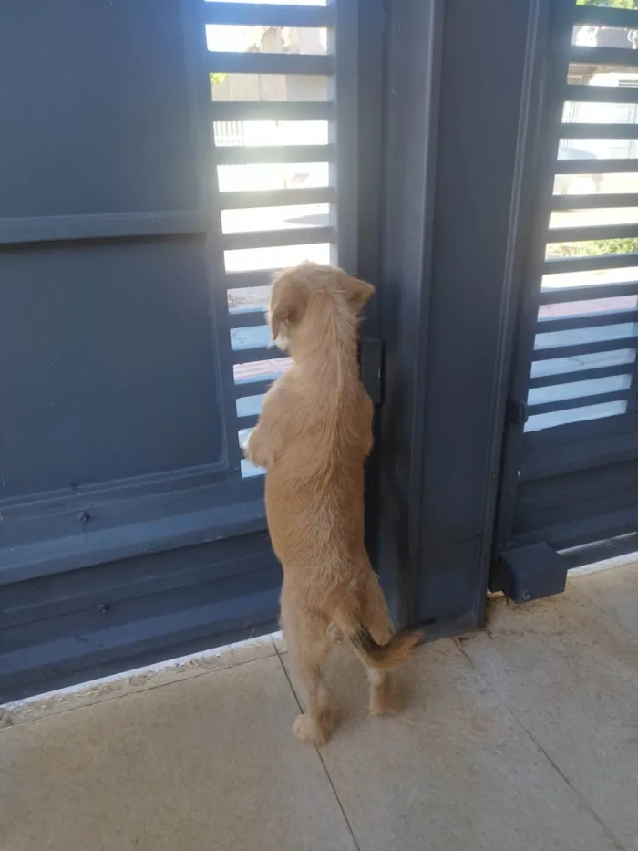 Cachorro ra a SRD-ViraLata idade 2 a 6 meses nome Caramela